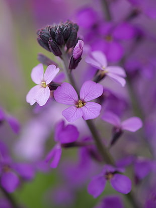 shallow focus photography of purple flowers during daytime HD wallpaper