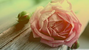 pink rose, flowers, macro, rose, pink flowers HD wallpaper