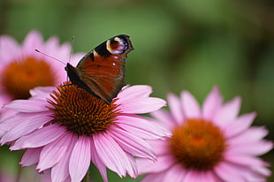 Peacock butterfly on pink Daisy flowers HD wallpaper