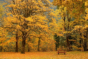 brown wooden bench surrounded of yellow leaved forest during daytime