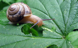 wildlife photography of brown snail on green leaf