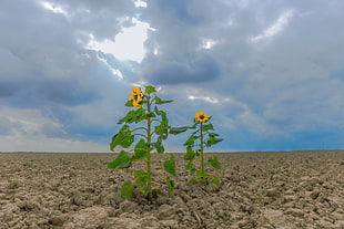 two sunflower on brown soil under white clouds during daytime HD wallpaper