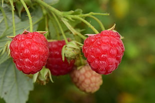 macro photo of red berry fruits