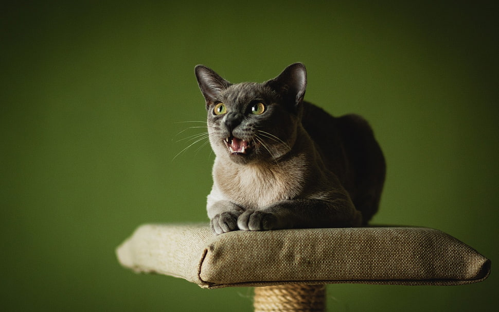 cat on surface meowing HD wallpaper