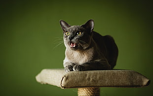 cat on surface meowing HD wallpaper