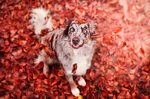 small short-coated gray dog, colorful, leaves, fall, animals