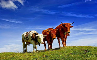 two brown and one white cows, animals, nature, cow HD wallpaper
