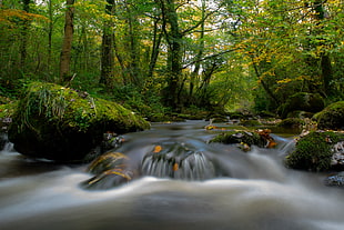 flowing water on rock formations surrounded by tall trees during daytime, enniskerry