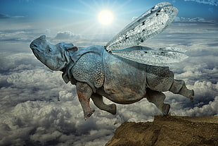 flying rhinoceros during cloudy sky HD wallpaper