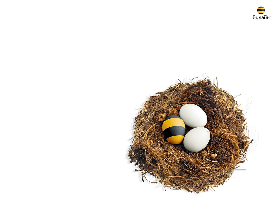 white and yellow eggs HD wallpaper