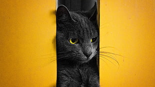 Russian blue cat, cat, animals HD wallpaper