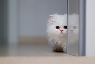 selective photo of white long-fur kitten HD wallpaper