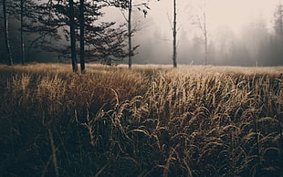 brown grass field near forest during foggy time