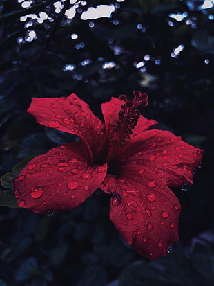 red petaled flower with water dew