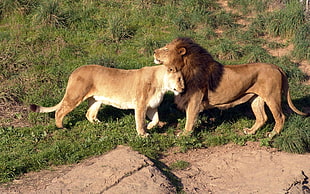 close up photography of Lion and Lioness at daytime