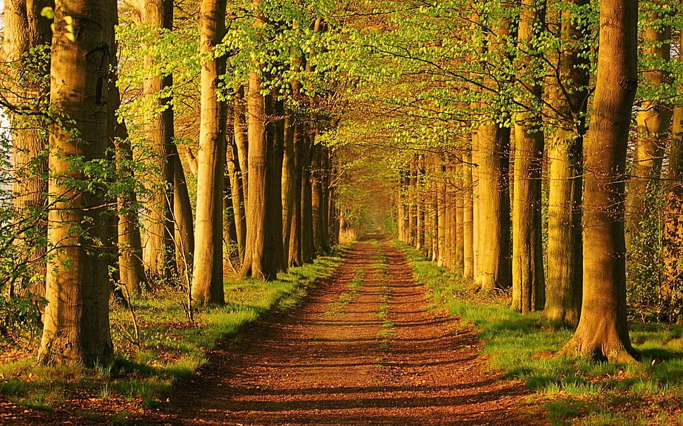 trees and grass field, trees, road HD wallpaper