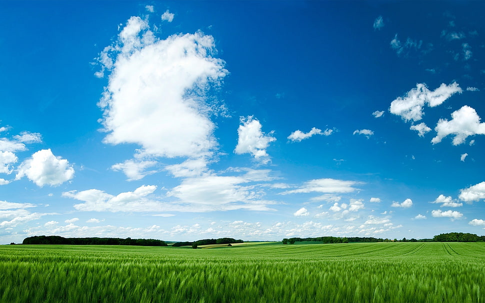 green grass field, nature, grass, clouds, sky HD wallpaper