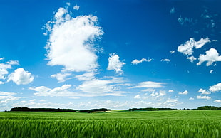 green grass field, nature, grass, clouds, sky