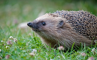 focus photography of Hedgehog