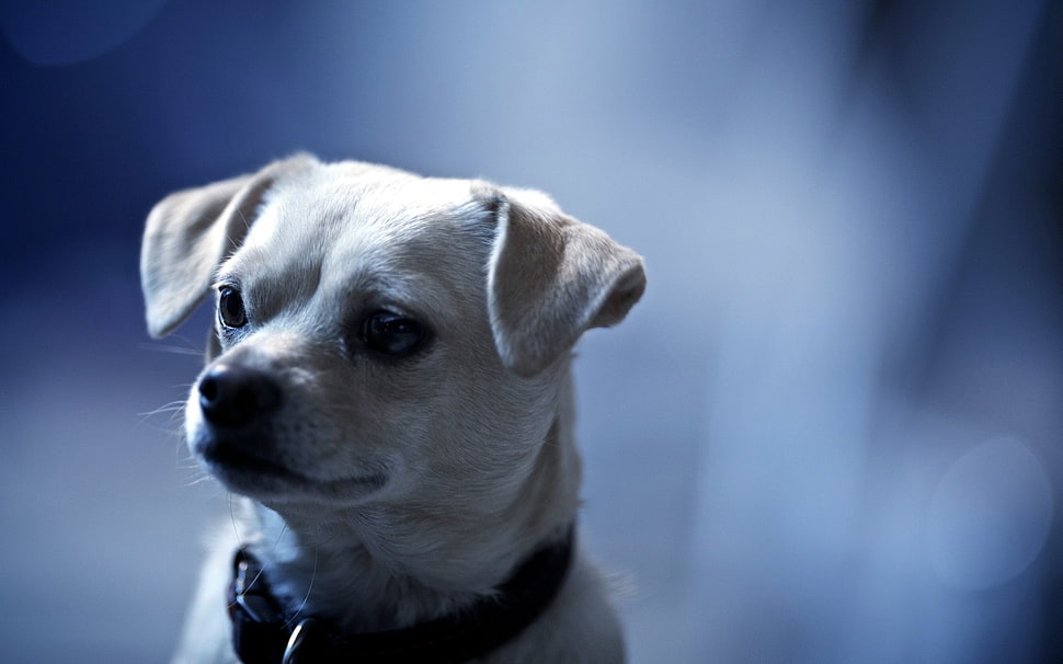 beige puppy HD wallpaper