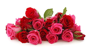 pink and red Roses