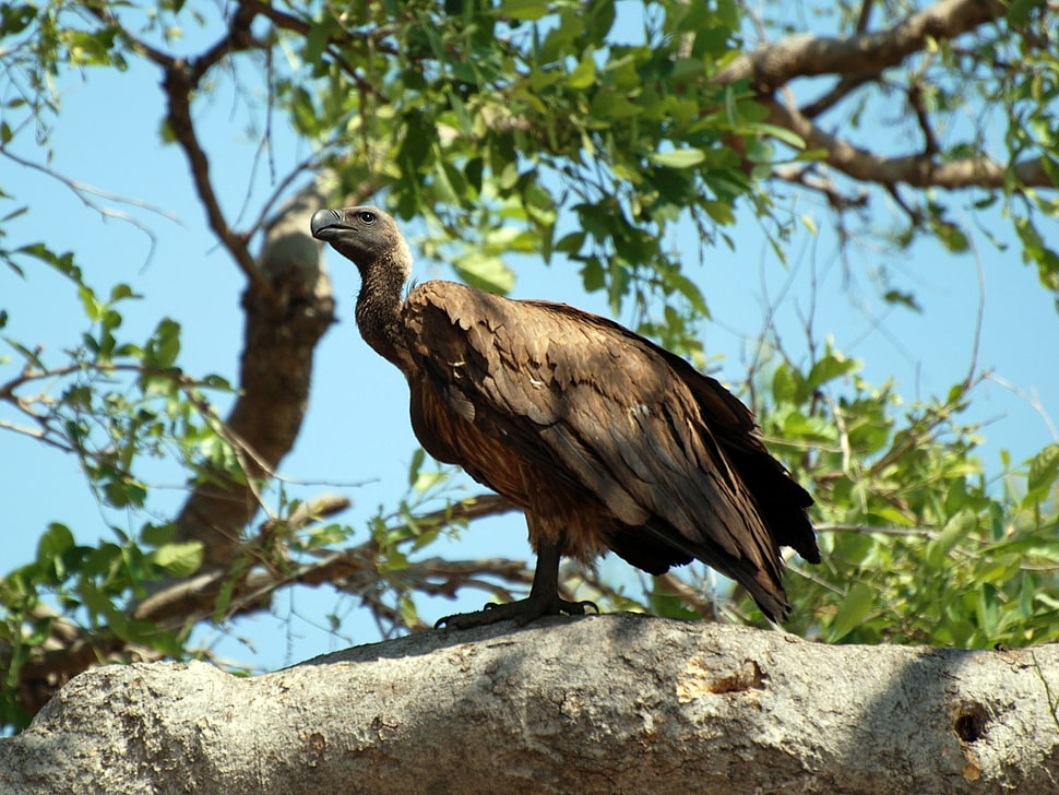brown and white Vulture photo HD wallpaper