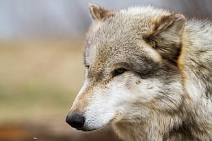 selected focus of long-coated brown and gray face of wolf, wolves HD wallpaper