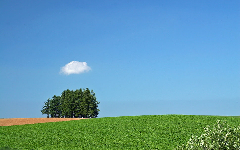 green grass during day time HD wallpaper