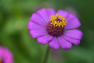 purple flower photography, zinnia HD wallpaper