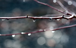 tilt lens shot of brown branch