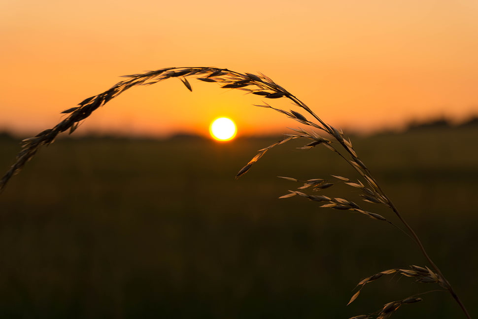 tilt photo of wheat during sunset HD wallpaper