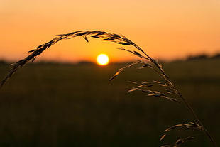 tilt photo of wheat during sunset