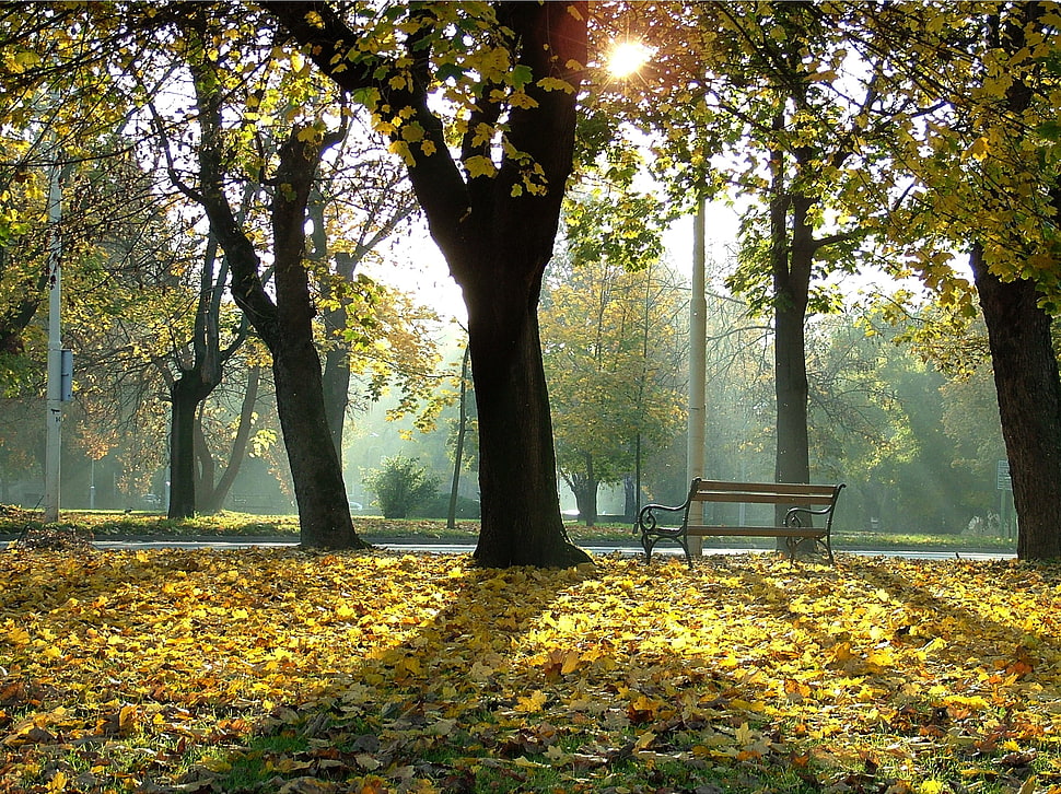 black and brown tree branch, landscape HD wallpaper