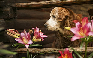 adult Golden retriever, dog, flowers, animals, fence
