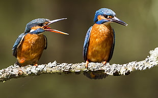 two Common Kingfishers HD wallpaper