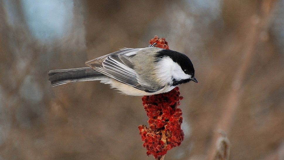 black, white, and gray bird on tree HD wallpaper