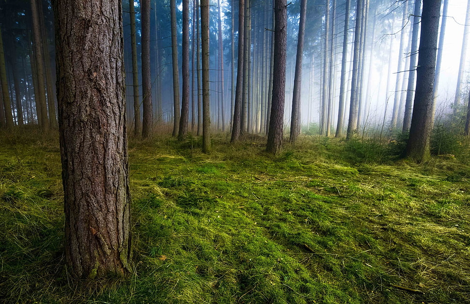 forest, mist, forest, grass, trees HD wallpaper