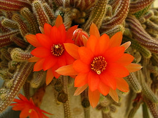 micro photograpy of orange flowers