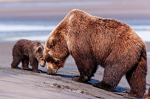 photo of Grizzly bear with cub on grounded covered with sand HD wallpaper