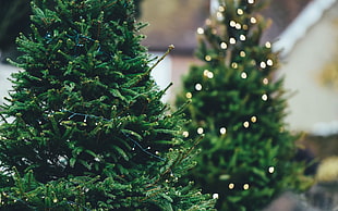 turned on string light on green Christmas tree
