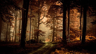 forest tress, trees, path, forest, landscape