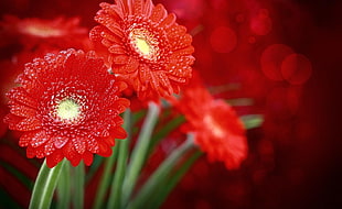 macro shot of red flowers HD wallpaper