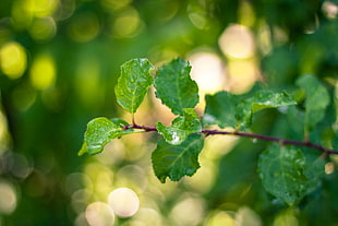 close-up photo of green ovate leaf HD wallpaper