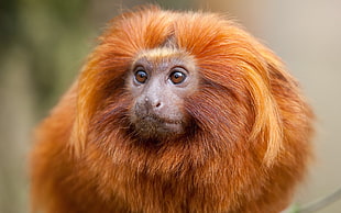 long-coat brown monkey