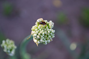 close up photography of red bug on white petaled flower
