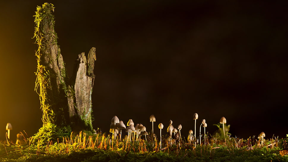 brown mushrooms beside tree HD wallpaper