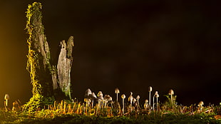 brown mushrooms beside tree HD wallpaper