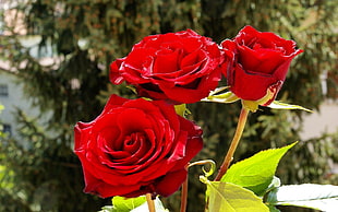 close photography of three red roses