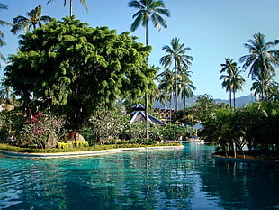 pool surrounded by trees and cottages
