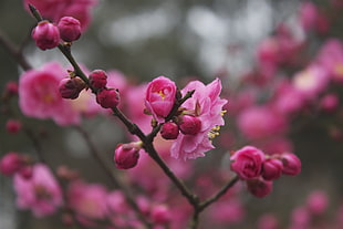 pink flower blossoming tree, plum